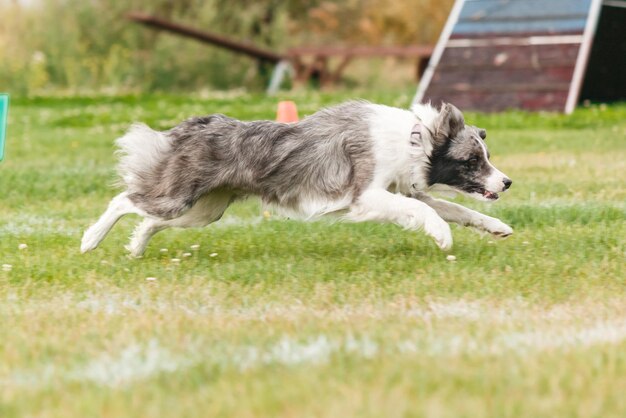 Hond vangt vliegende schijf in sprong, huisdier buiten spelen in een park. sportevenement, prestatie in spo