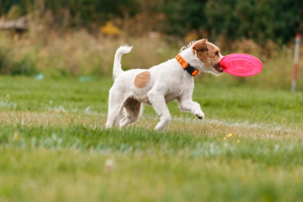 Hond vangt vliegende schijf in sprong, huisdier buiten spelen in een park. sportevenement, prestatie in spo