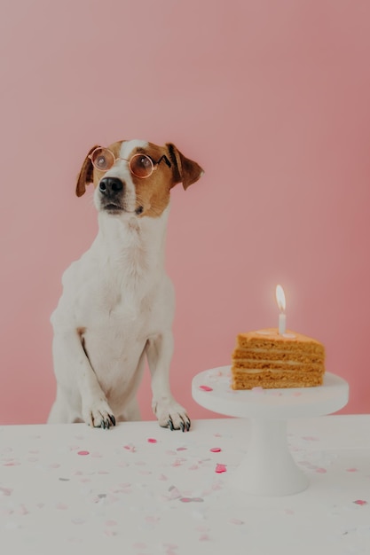 Hond verjaardag concept Schattige stamboom hond draagt ronde bril poses in de buurt van feestelijke taart met brandende kaars geniet van feest georganiseerd door eigenaar geïsoleerd op roze achtergrond kijkt peinzend weg