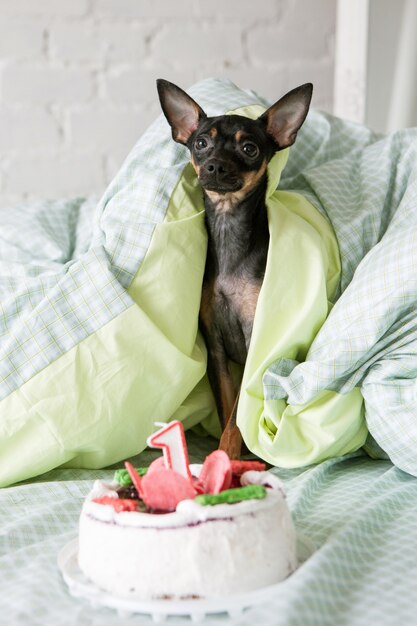 Hond verjaardagsfeestje in bed. Feestje voor je favoriete huisdier, Lekkere taart voor Toy Terrier