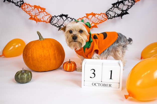 Hond verkleed als een pompoen en een houten kalender 31 oktober op een witte achtergrond. vakantie.