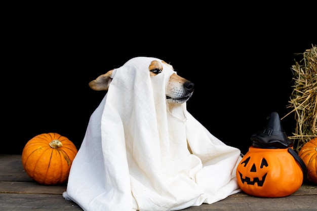 Hond verkleed als spook voor Halloween