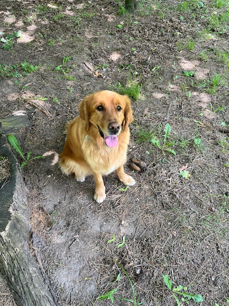 hond wacht om te worden getrakteerd op lekker