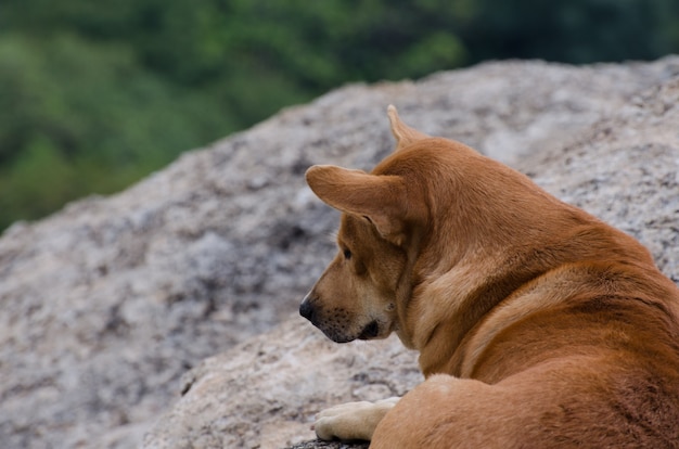 Hond wachtende eigenaar