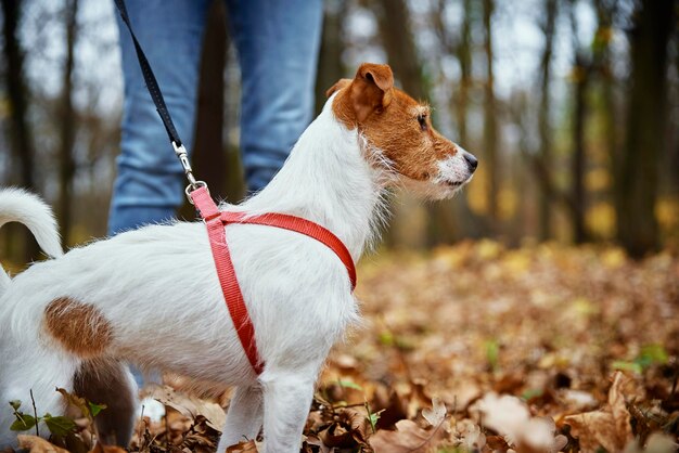 Hond wandelen in herfst park met bladeren