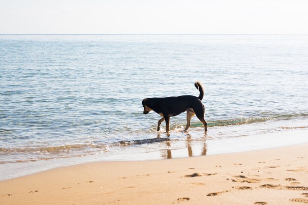 Hond wandelen op het strand