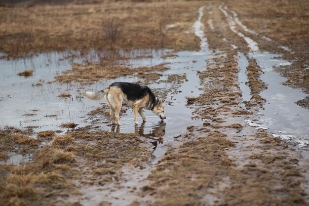 Hond wandelen op natte lente veld bewolkte dag