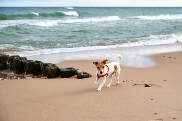 Hond wandelen op zee zandstrand op zomerdag huisdier loopt aan de kust