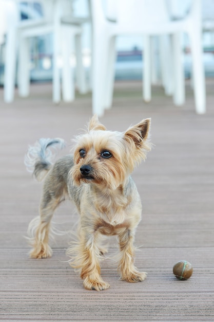 Hond Yorkshire Terrier met kort haar