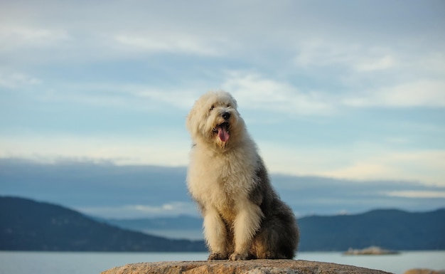 Foto hond zit bij de berg tegen de lucht.