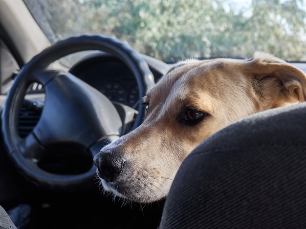 Hond zit in de auto.