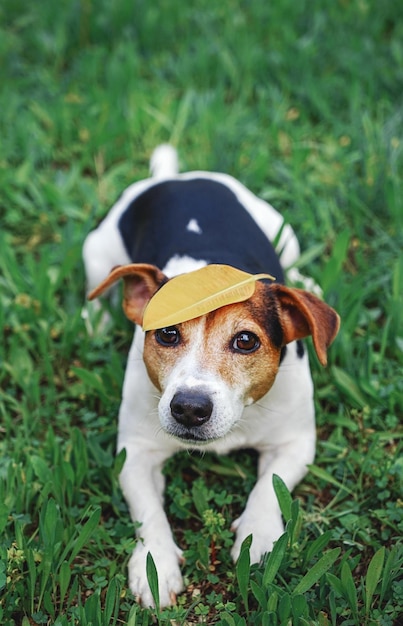 Hond zit in gras met geel blad op hoofd