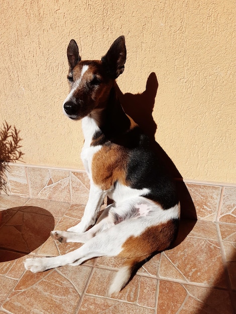 Foto hond zit op de vloer tegen de muur