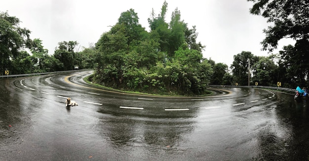 Hond zit op een natte weg bij bomen tijdens het regenseizoen