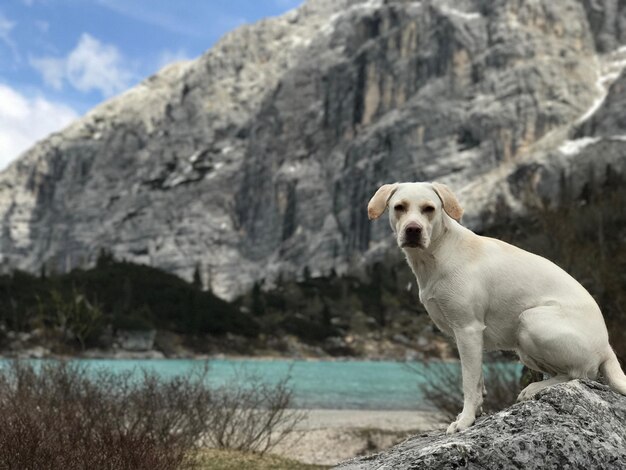 Foto hond zit op een rots bij het water tegen de lucht