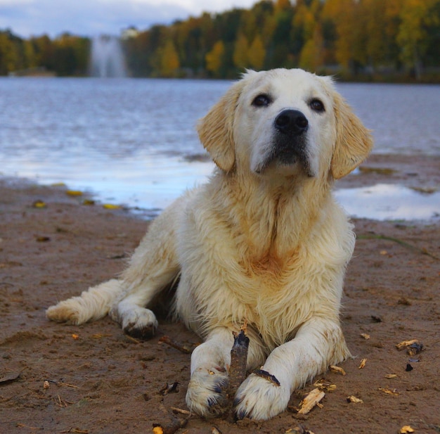 Hond zit op het gras.