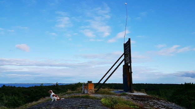 Foto hond zit op het veld tegen de lucht.