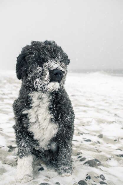 Foto hond zit op sneeuw bedekt land