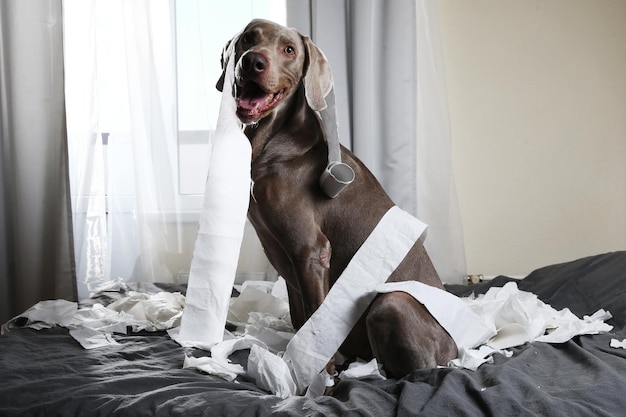 Hond zittend op bed thuis