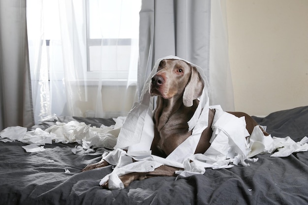 Hond zittend op bed thuis