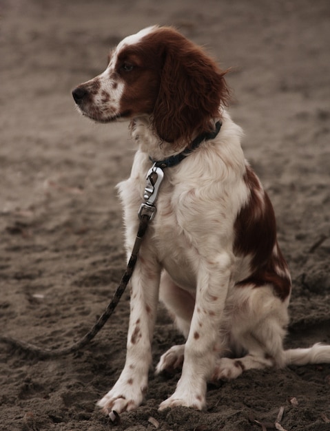 Hond zittend op het strand iets te wachten.