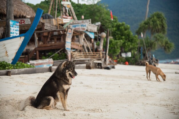 Hond zittend op het strand