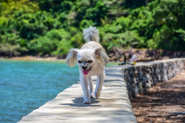 Hond zo schattig beige kleur gemengd ras op het rotsachtige strand