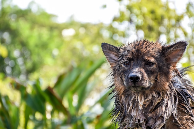 Hond zo schattig gemengd ras in Thailand krijgt een bad voor schoon en gezondheid is een zwerfhond
