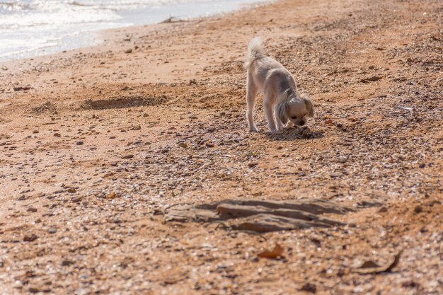 Hond zo schattig gemengd ras met Shih-Tzu, Pommeren en Poedelreis op het strand