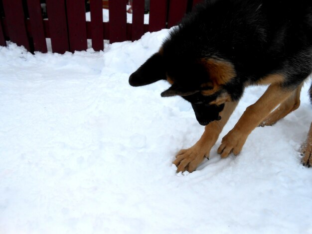 hond zoekt spelen in de sneeuw