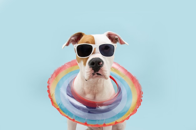 Hond zomer. American Staffordshire in een regenboog opblaasbare zwembadring. Geïsoleerd op blauw oppervlak