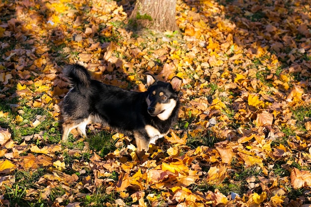 Hond zonder baasje is vies en dakloos