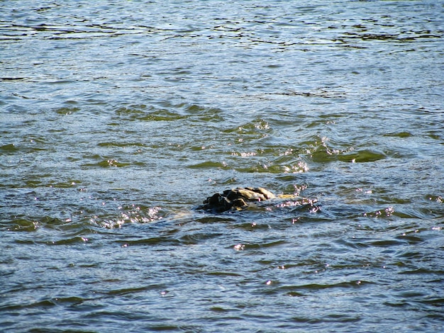 Hond zwemt in de zee