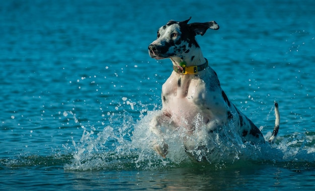 Hond zwemt in de zee.