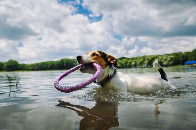 Hond zwemt in het meer met de ring