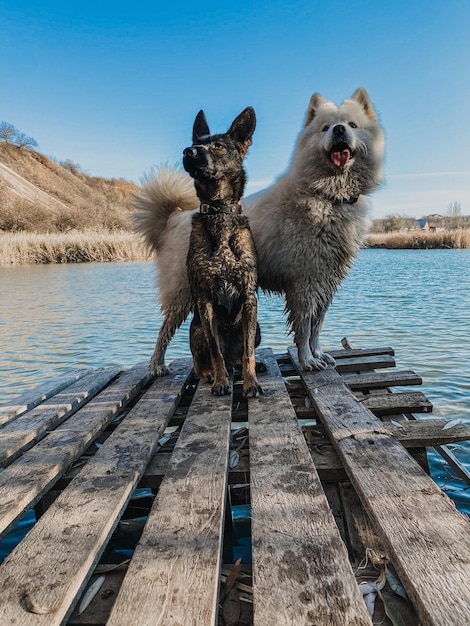 Foto honden aan de oever van de rivier tegen een heldere lucht