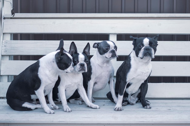 Foto honden die in de buitenlucht zitten