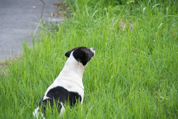 Honden die op het gras zitten