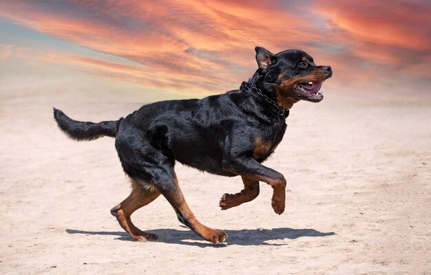 Honden die op het strand rennen