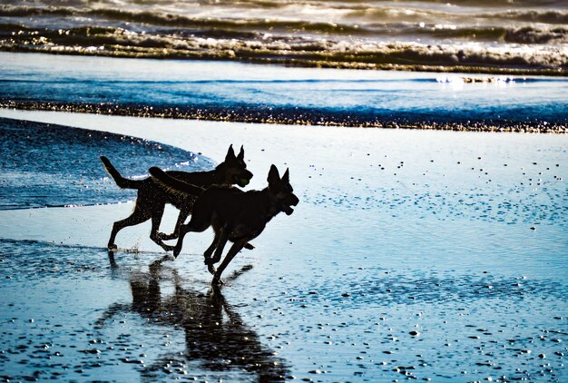 Foto honden die op het strand rennen