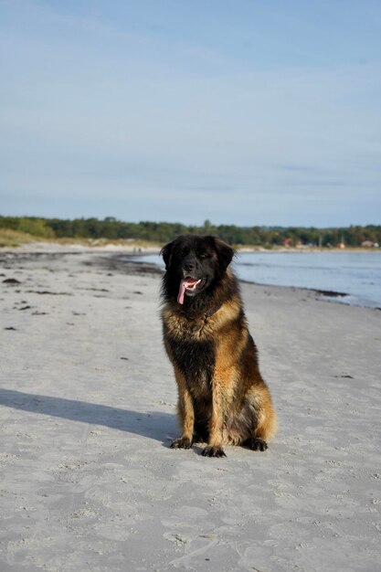 Foto honden die op het strand rennen.