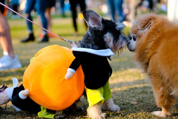 Foto honden die op het veld spelen