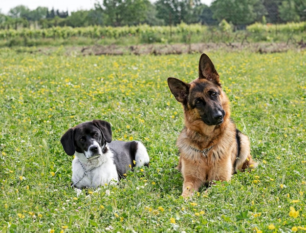 Honden en gehoorzaamheidsoefening