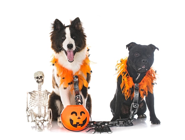 Honden en halloween