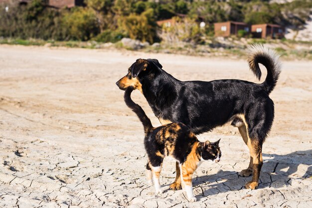 Honden en katten buiten spelen samen