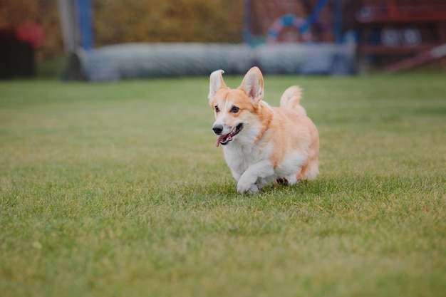 Honden frisbee. Hond vangt vliegende schijf in sprong, huisdier buiten spelen in een park. Sportevenement, achie