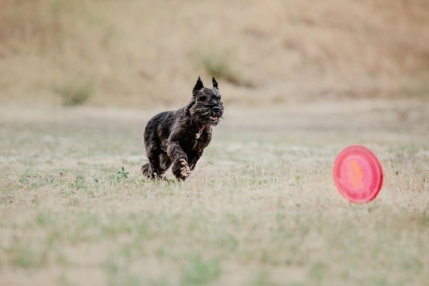 Honden frisbee. Hond vangt vliegende schijf in sprong, huisdier buiten spelen in een park. Sportevenement, achie