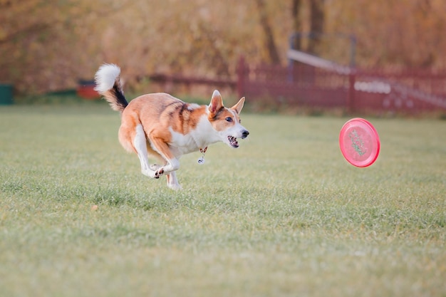 Honden frisbee. Hond vangt vliegende schijf in sprong, huisdier buiten spelen in een park. Sportevenement, achie