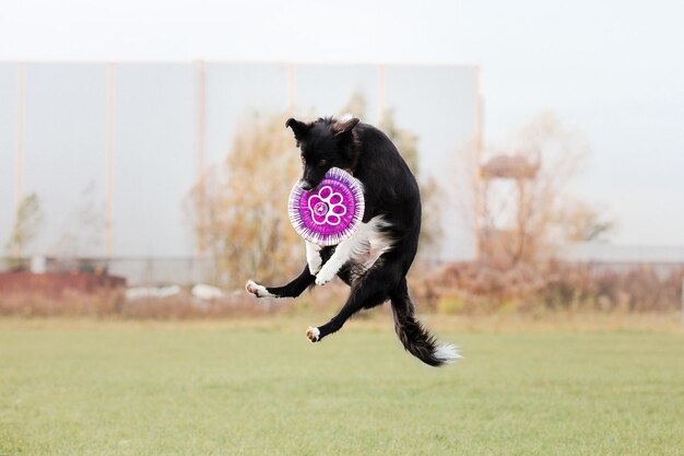 Honden frisbee. Hond vangt vliegende schijf in sprong, huisdier buiten spelen in een park. Sportevenement, achie