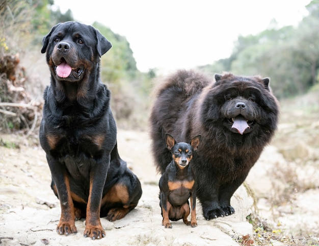 Honden in de natuur